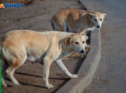 О состоянии искусанного псами 9-летнего ребенка в волжской школе рассказали медики