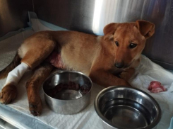 Сбитому внедорожником щенку в Волжском нашли дом