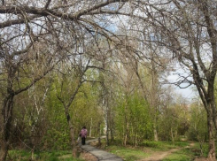 «Сухие ветки могут упасть на детей»,- волжанка