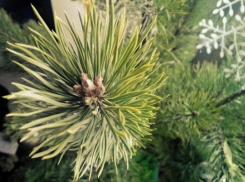 Только культивируемые сосны растут в Волжском