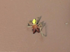 Хищный паук сак напал на домашнего котика в Краснослободске
