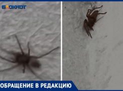 В квартиру на 8 этаж пробрался огромный паук: волжанка в ужасе от увиденного 