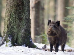 85 тысяч рублей заплатит браконьер за охоту на кабана под Волжским