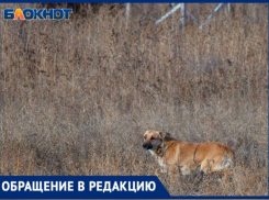 «Месть за бродячих собак»: домашних животных травят в поселке под Волжским