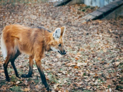 Охотничий сезон закрыт: волжан просят отчитаться о добытых ресурсах