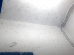 Кусают детей и взрослых, лезут в глаза и нос: подъезд в Волжском живым ковром облепили комары