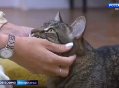 Мяукающий экскурсовод: кот Русик из Волжского покорил сердца телезрителей