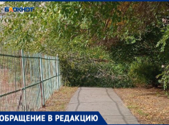 Поваленное дерево уже 3 дня не могут убрать с пешеходной дорожки в Волжском