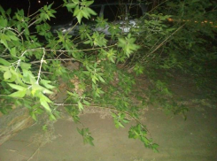 В Волжском на улице Горького сильный ветер сломал дерево