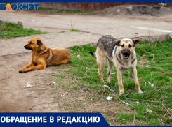 В Волжском бездомная собака напала на подростка у автовокзала
