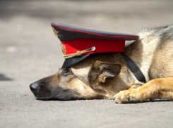 В «четверке» волгоградца наркотики нашли по запаху