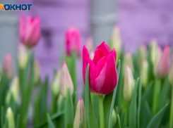 До +12 градусов тепла в Волжском