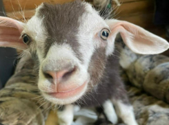 Любвеобильный Харитон поселился в вольере старой Маши: милый козленок появился в парке Волжского