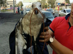 Астраханец спас на Волжской ГЭС молодую чайку