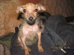 В Ленинском районе волонтёры вызволяют собак из плена мнимой зоозащитницы