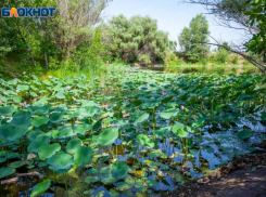 Почему волжан будут кусать мухи во вторник 