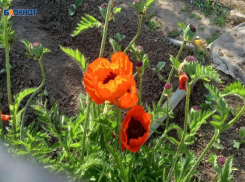 Огненный цветок редко встретишь в Волжском