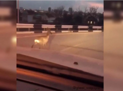 Косулю заметили на новом мосту в сторону хутора Бобры