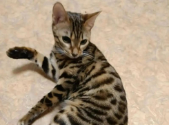В Волжском ищут новый дом для бенгальской кошки, оставшейся сиротой после смерти хозяина