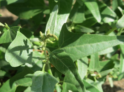 Волжане чихать хотели на лебеду: сезон аллергиков в разгаре