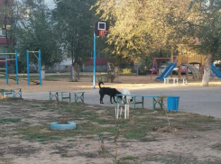 Бездомные собаки спят на веранде детского сада в Волжском
