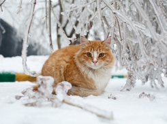 Ледяной дождь и снег накроют Волжский уже ночью