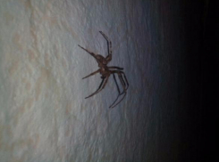 Ядовит или нет - вот в чём волжский вопрос