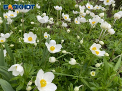 Волжан ожидает пасмурный четверг: прогноз погоды