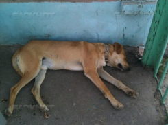 На территории острова Зеленый объявили карантин по бешенству в Волжском