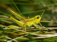 Глобальное нашествие саранчи может обойти стороной Волгоградскую область