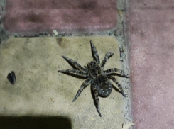 Волжанка сняла на видео ядовитого паука в парке 