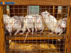 Пасюки в Волжском едят деликатесы с помойки 