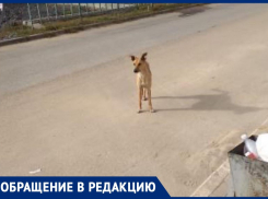 Бродячая собака напала на жительницу Волжского и укусила за ногу