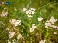 Почему волжанам нельзя смотреть на падающую звезду в день Кирик и Улита