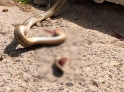 Отрубленная голова змеи пыталась напасть на волжан