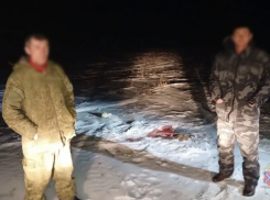 Убили трёх краснокнижных сайгаков ради мяса: под Волжским охотники пойдут под суд