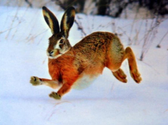 В зимнем Волжском можно увидеть сказочных ушастых почтальонов прямо на улицах