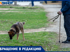 «Город принадлежит всем»: волжанка Алена попросила владельцев собак соблюдать правила выгула