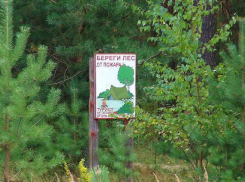 Волжанам запретили посещать леса до конца сентября