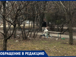 Волжский утопает в собачьих отходах