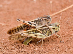 Волжане готовятся к нашествию саранчи