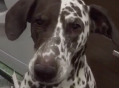 Пятилетняя собака Джессика выговорила имя своего хозяина в Волжском