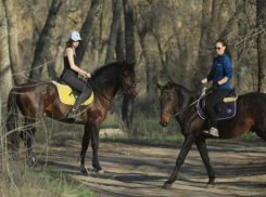 Владелице конного клуба в Волжском начали угрожать после резонансного дела об отравлении лошадей