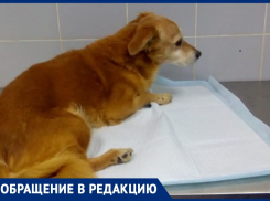 В Волжском мужчина бросил сбитую им же собаку на произвол судьбы: нужна помощь