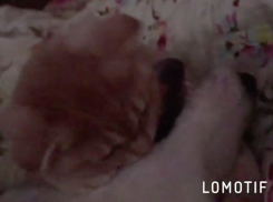 Любовный «кусь» показали хаски и рыжий кот в Волжском