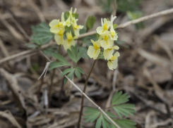 Самое первое растение, что расцветает весной - ядовитое