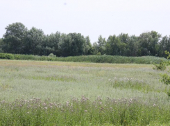 В Волгоградской области установлены квоты на добычу диких животных