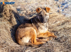 Близ Волжского мужчина зарезал ножом бродячую собаку на глазах у детей