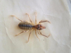 Волжанка обнаружила в постели паука размером со спичечный коробок