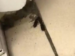 Туалет в магазине облюбовали жуки